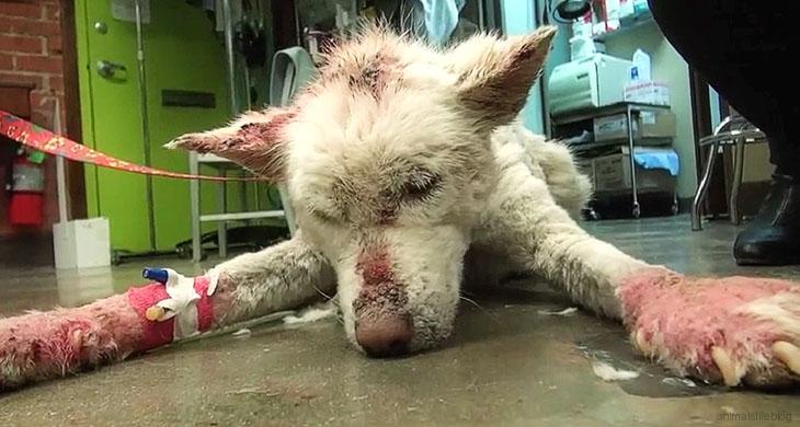 This Homeless Husky Collapses after living in a Garbage Dump outside of her City for Years