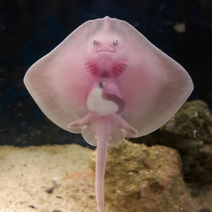 The stingray-like fish has a cute human face and wobbly legs (Video)