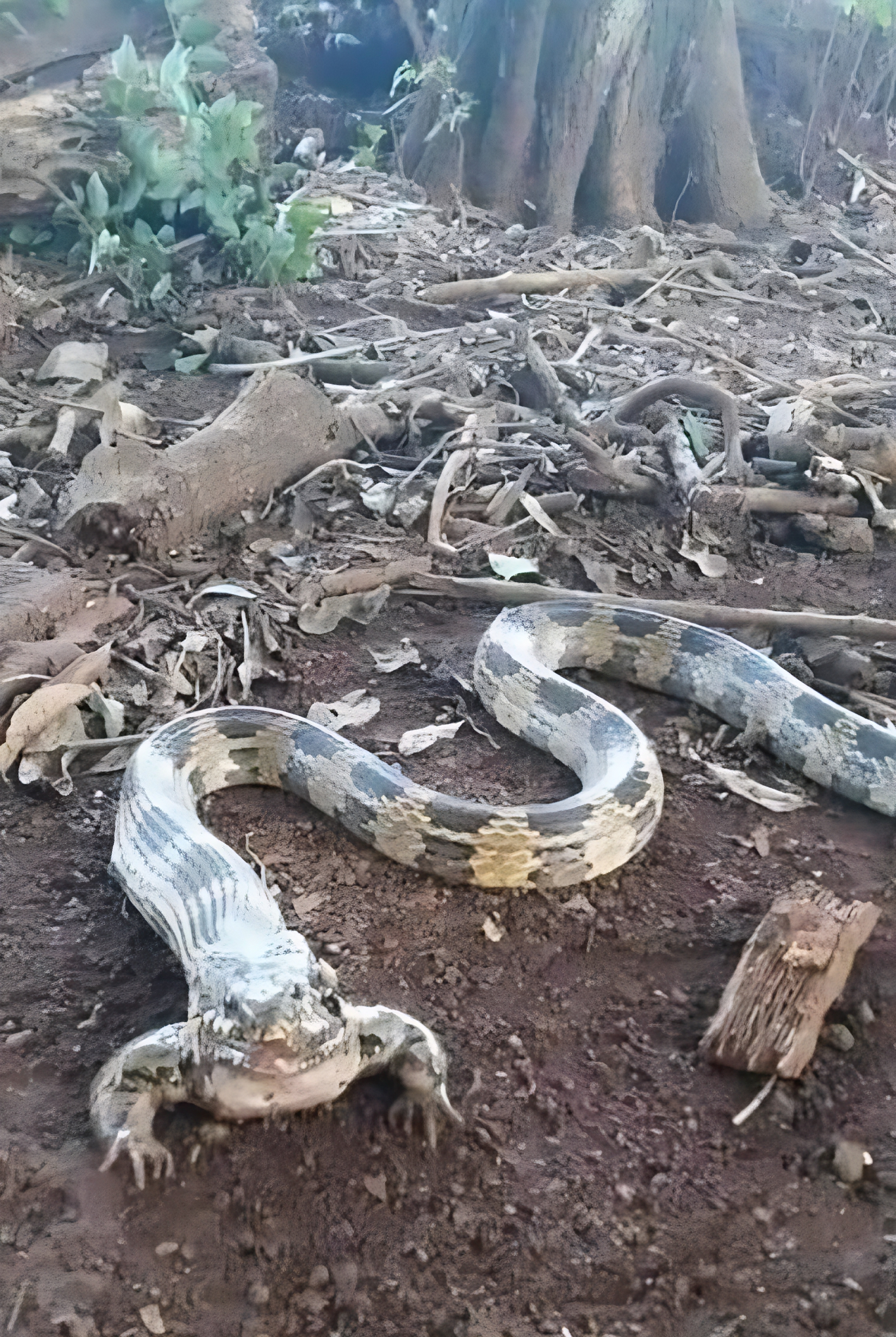 A group of people in Nigeria discovered a snake with an odd form. – AmazingUnitedState.Com