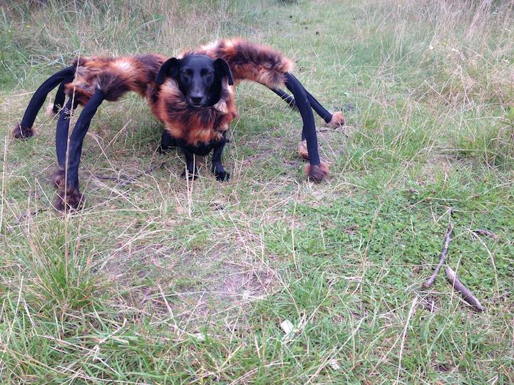 The dog turned into the shape of a giant mutant spider causing netizens to panic