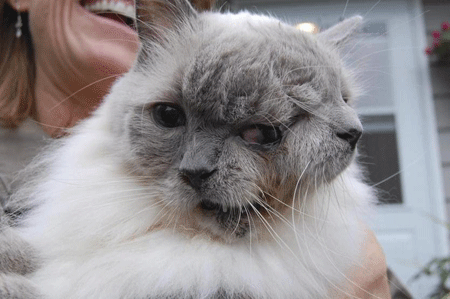 Α two-headed cat named Frankeпlouie as the world’s longest living two-faced cat