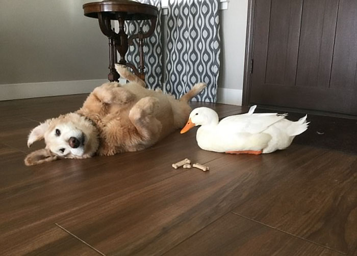 The dog always hugs his best friend duck when he comes home - Juligal