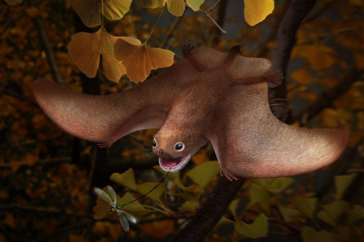 Uncover Anurognathus: the adorableness of true flying dinosaurs that lived in prehistory.