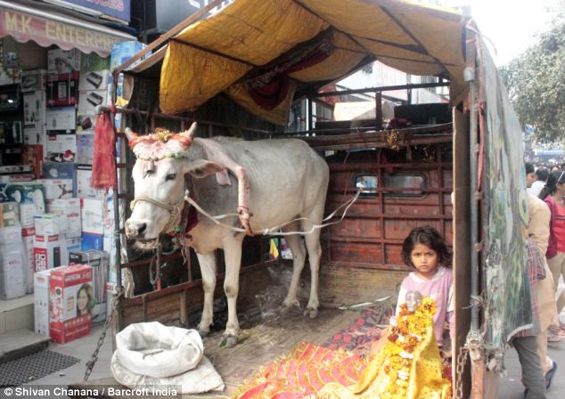 A five-legged cow walking around India with an appendage stuck to its neck (Video) - srody.com