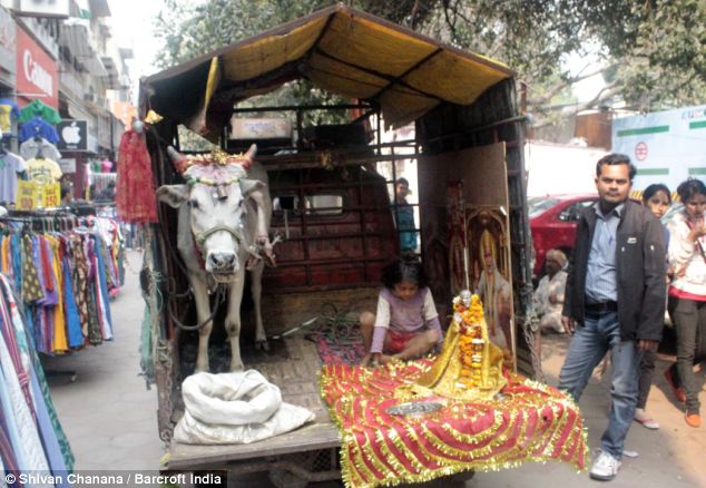 A five-legged cow walking around India with an appendage stuck to its neck (Video) - srody.com