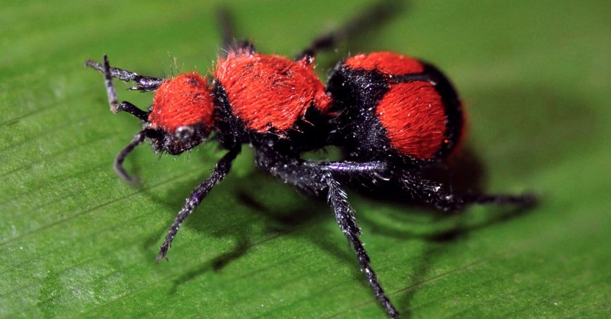 Be Amazed at the Splendour of Unusual Insects Discovered Across the Globe. – AmazingUnitedState.Com