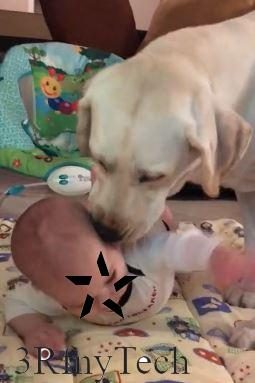 The loving family dog ​​can't stop kissing her human sister - Juligal