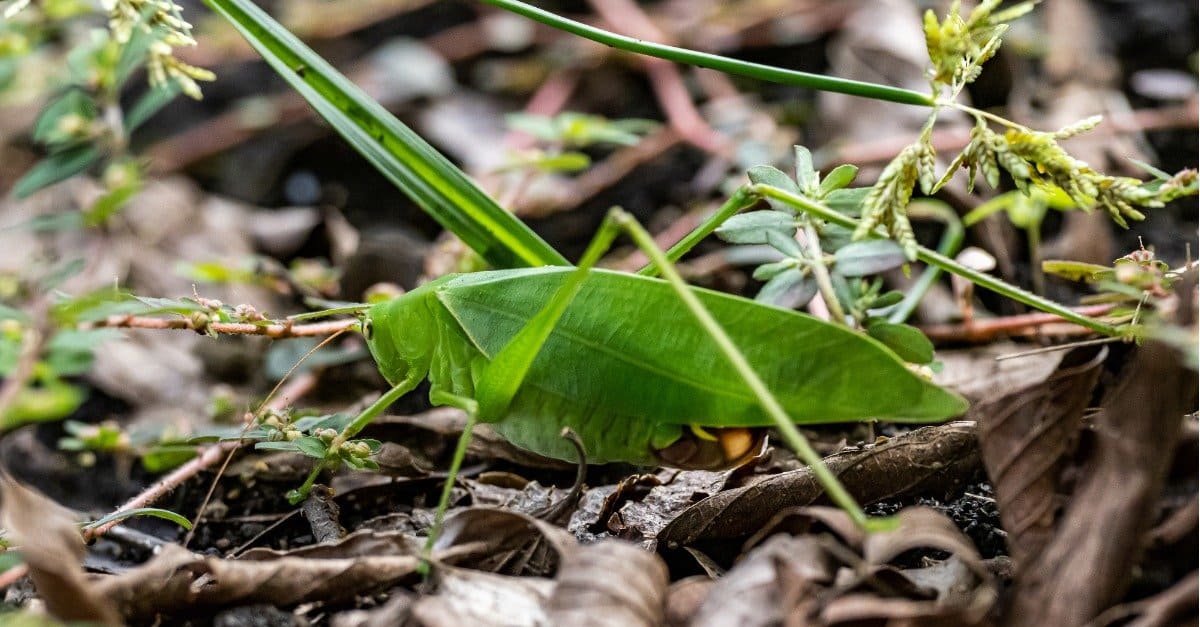 Be Amazed at the Splendour of Unusual Insects Discovered Across the Globe. – AmazingUnitedState.Com