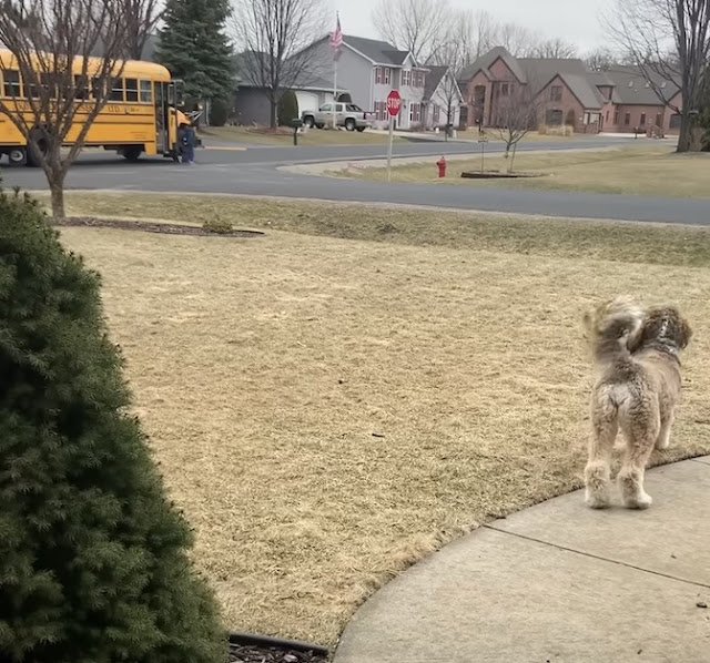 Bernedoodle melts 7M hearts hugging his little brother after school - Animal Blog