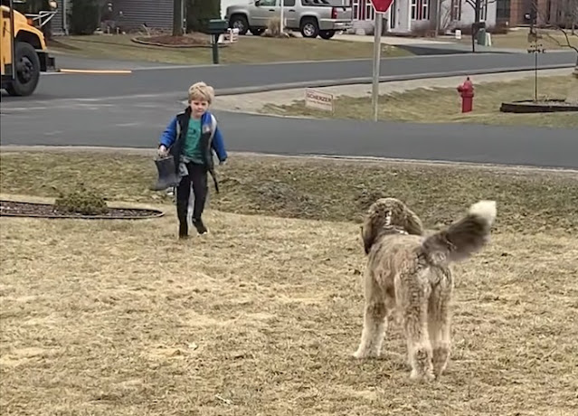 Bernedoodle melts 7M hearts hugging his little brother after school - Animal Blog