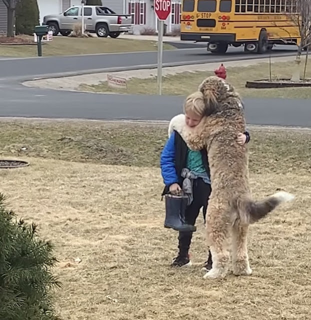 Bernedoodle melts 7M hearts hugging his little brother after school - Animal Blog