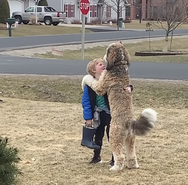 Bernedoodle melts 7M hearts hugging his little brother after school - Animal Blog