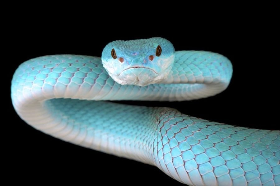 The green hole viper is extremely rare and beautiful but it is ferocious and very poisonous