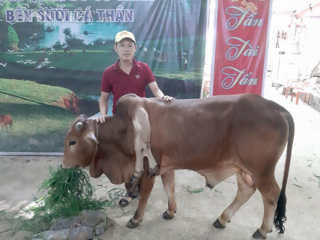 The strange "two legs on the shoulders" of a 6-legged cow in the stream of magic fish