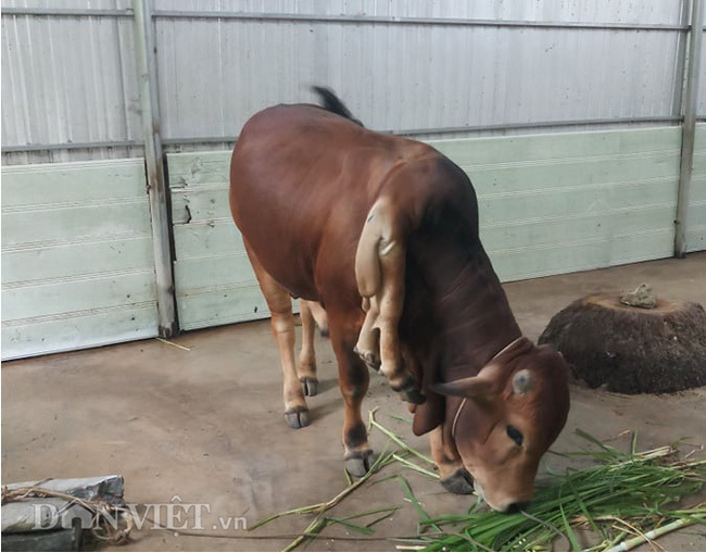 The strange "two legs on the shoulders" of a 6-legged cow in the stream of magic fish