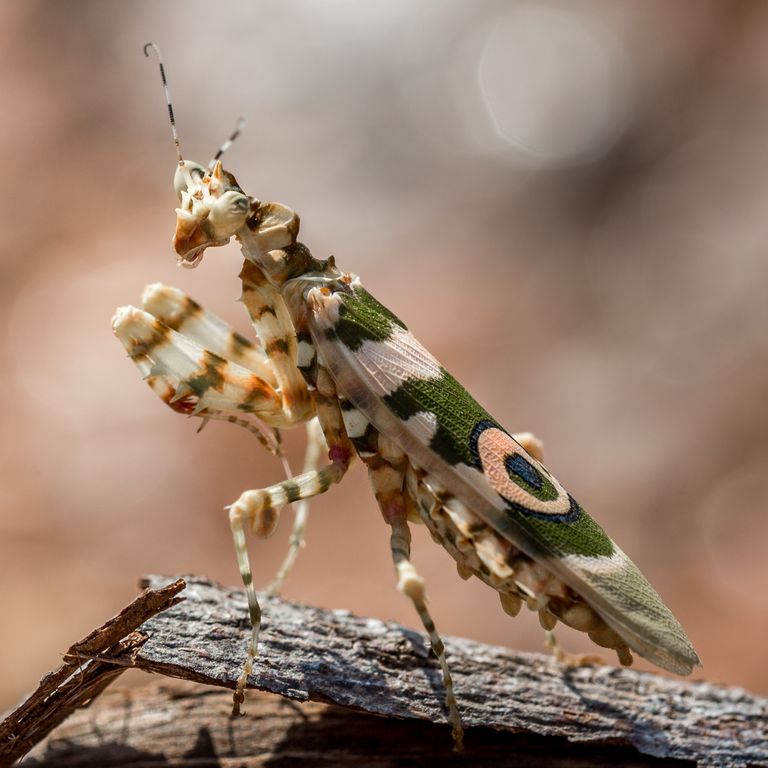 Be Amazed at the Splendour of Unusual Insects Discovered Across the Globe. – AmazingUnitedState.Com