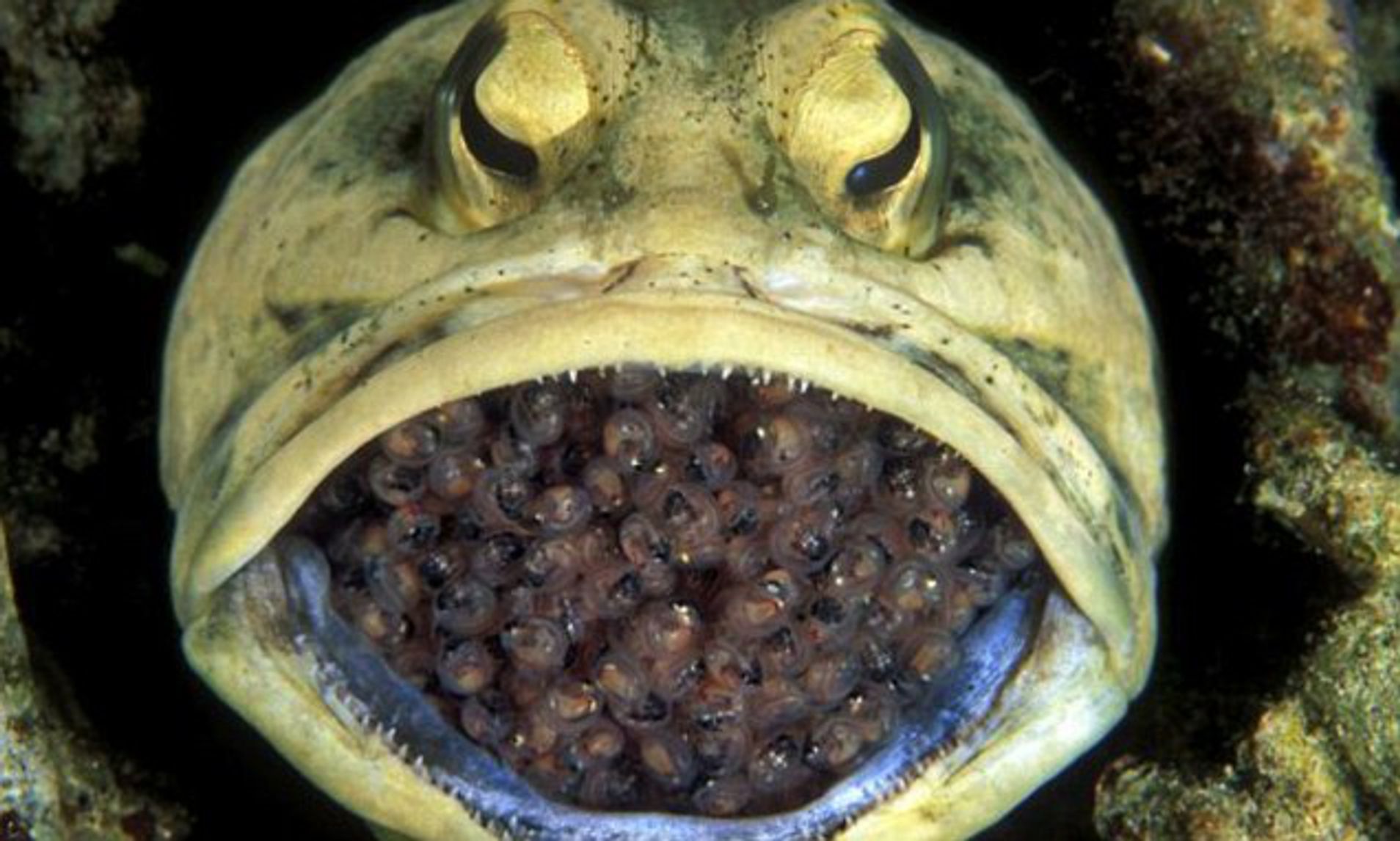 Dad of the Year: Male Yellow-Headed Jawfish Caught on Camera Mouthbrooding His Offspring in the Caribbean