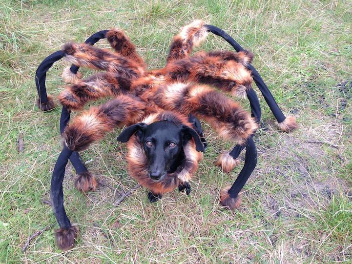 The dog turned into the shape of a giant mutant spider causing netizens to panic