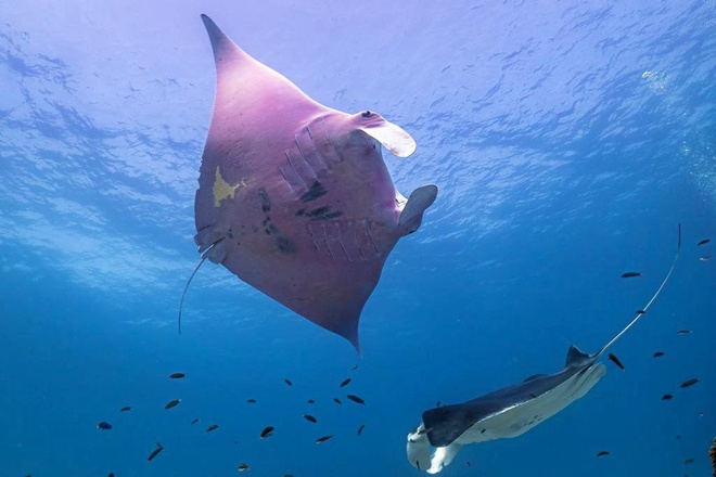 The Great Barrier Reef is the only place in the world where pink stingrays have been found – thepressagge.com