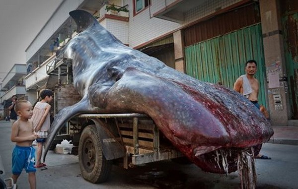 Discovered “sea monster” with a strange shape nearly 5m long in China