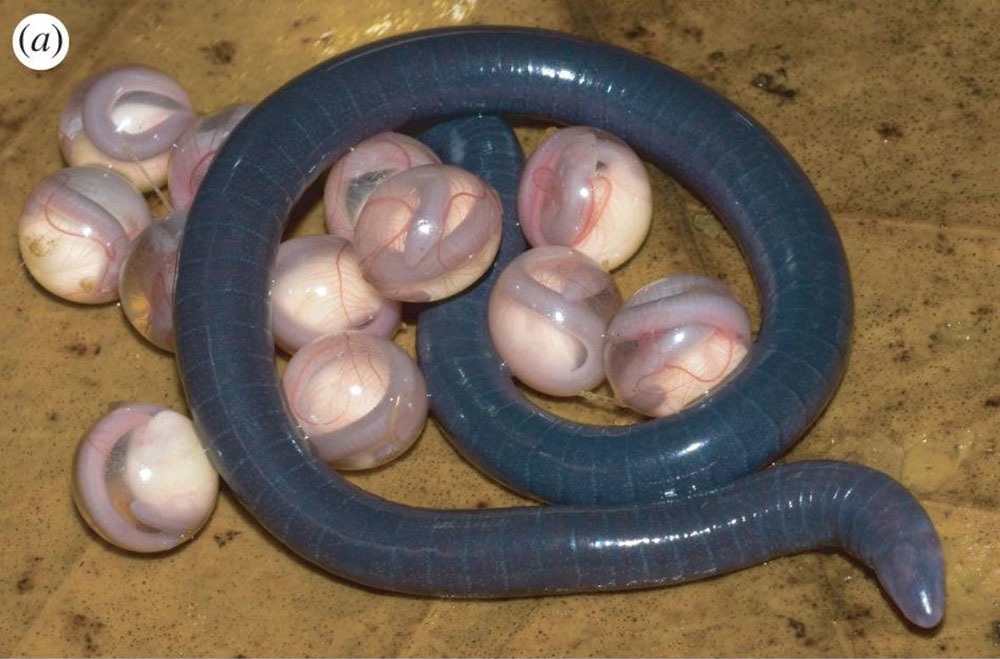 After getting a closer look at some peculiar snake eggs, viewers are left speechless. - srody.com