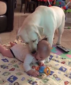 The loving family dog ​​can't stop kissing her human sister - Juligal