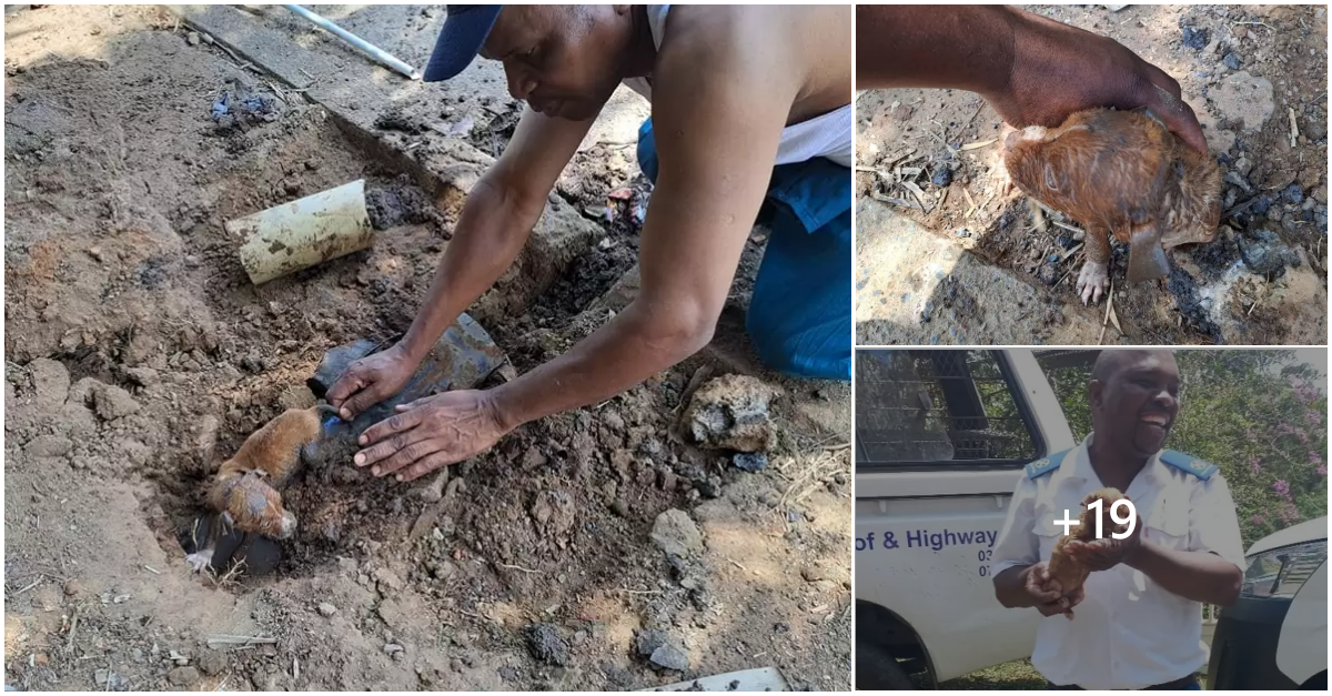 after-hearing-cries-coming-from-a-sewer-pipe-rescuers-pulled-a-puppy