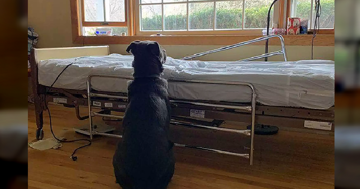 The Loyal Dog Waits by the Empty һoѕріtаɩ Bed, Unaware of His Owner's Passing