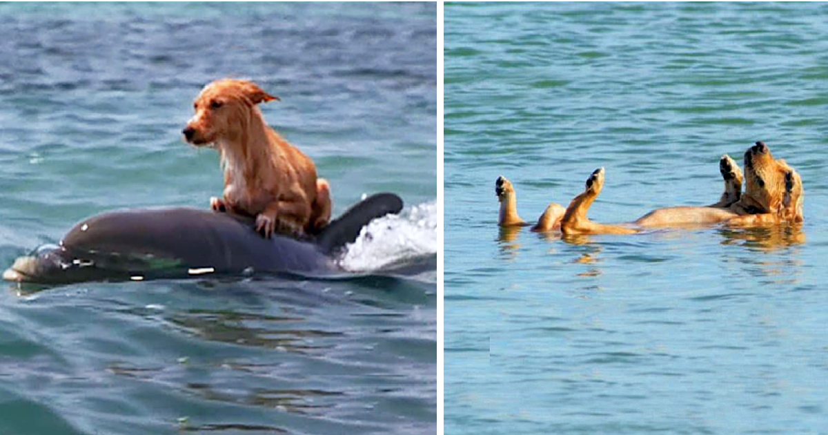 Dolphins save a ter.rifi.ed little Dog from dro.wn.ing in a Florida Canal!