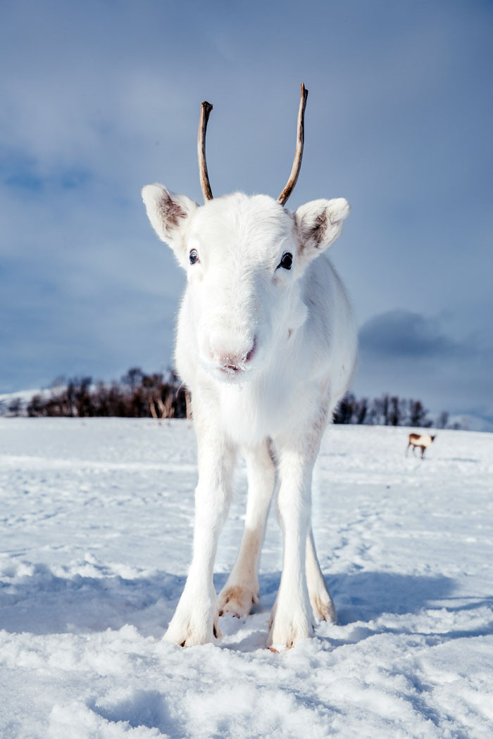 A man photographs a very rare white baby reindeer while hiking in Norway. – AmazingUnitedState.Com