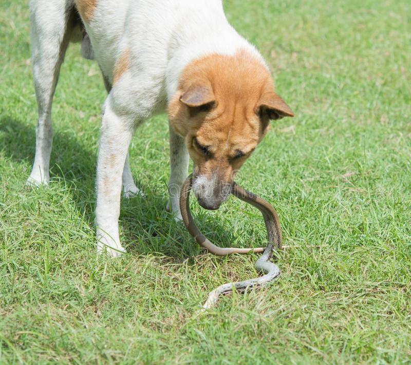 Terrified scene of faithful dog being bitten by a venomous snake to save its owner