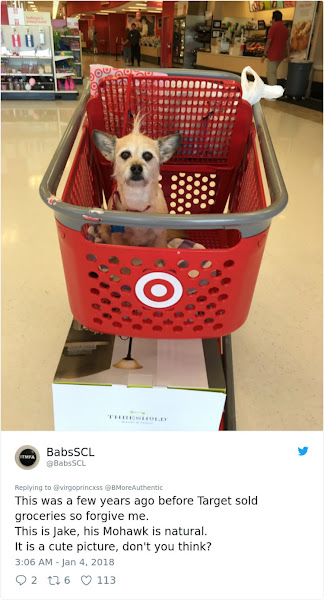 Dog Goes On A Shopping Trip And Has The Best Time Of Her Life