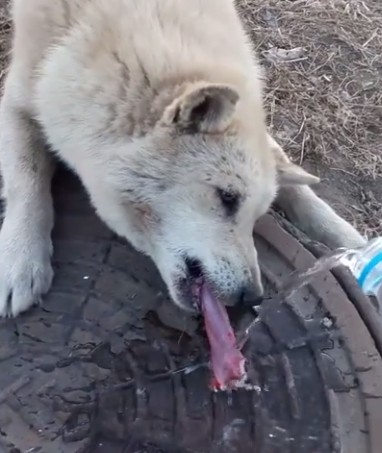 Man Finds Helpless Dog With His Tongue Frozen And Stuck In Sewer - Animal Blog