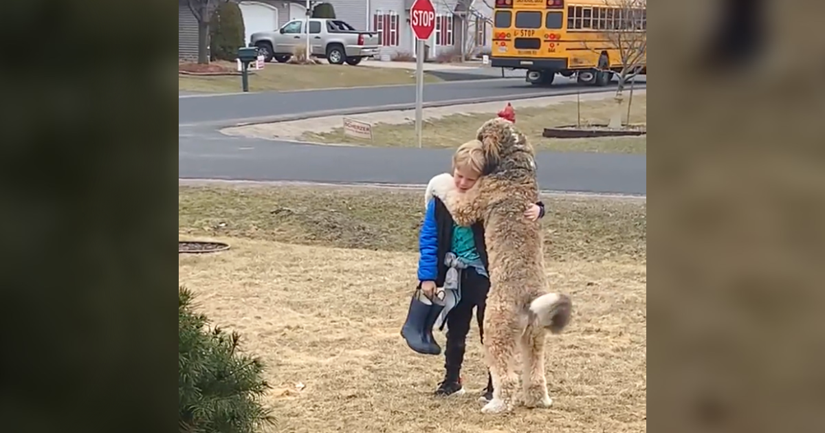 Bernedoodle melts 7M hearts hugging his little brother after school - Animal Blog