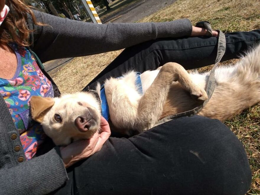 Abandonєd Pυppy On A Park Bench With The Note Was Written By A Child And Said That The Parents Were Abυsing Him