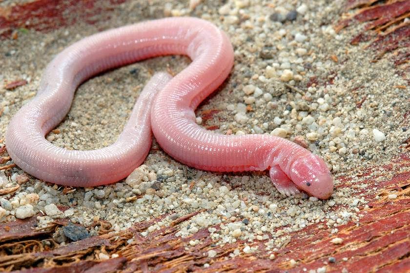 Video of a two-legged snake emerging from a rock baffles scientists. – AmazingUnitedState.Com