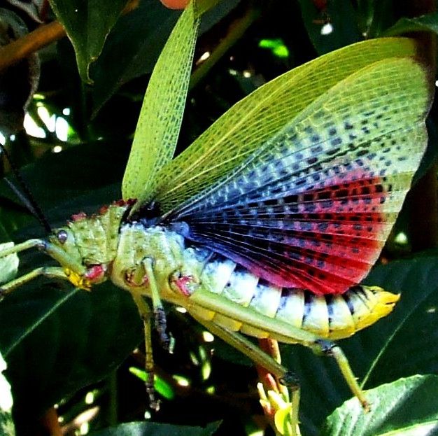 Be Amazed at the Splendour of Unusual Insects Discovered Across the Globe. – AmazingUnitedState.Com