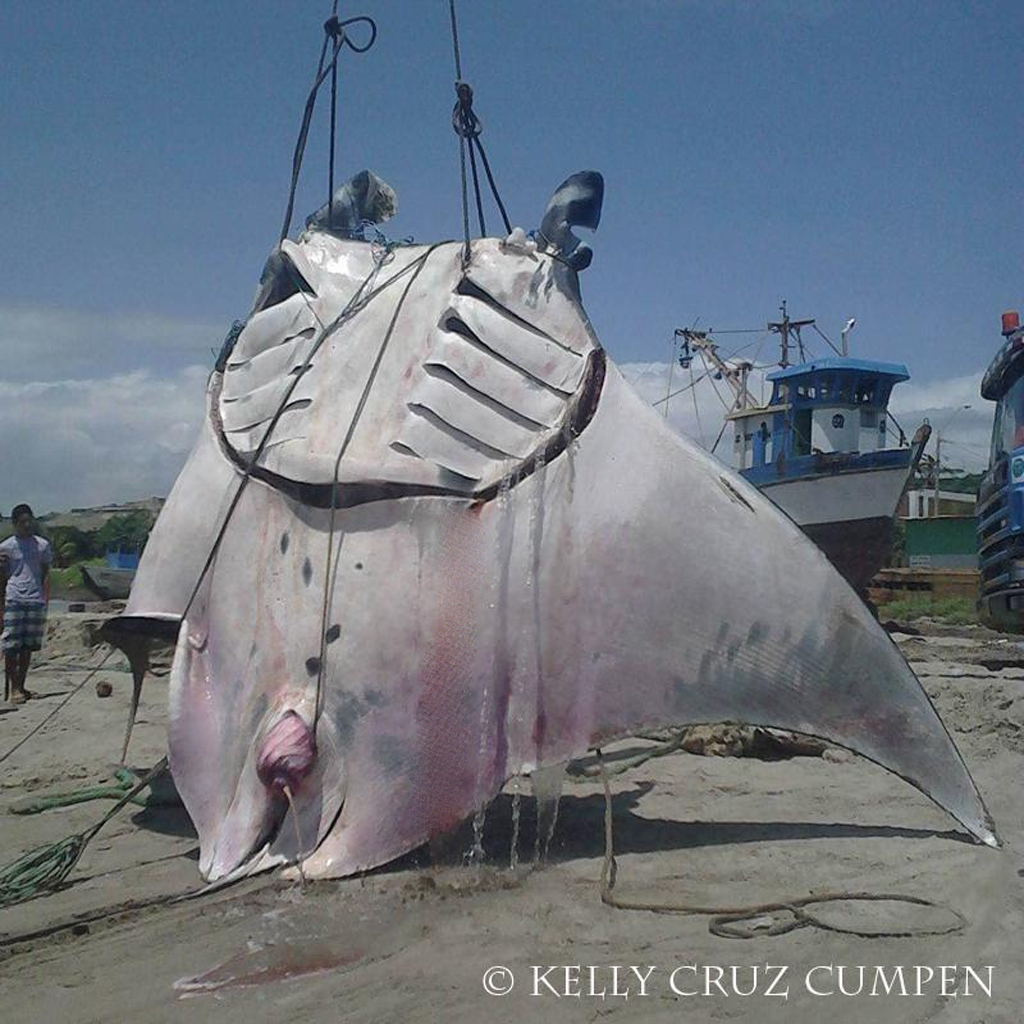 The largest rays in the world, known as "manta rays," have wingspan that can reach 29 feet.
