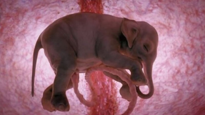 20 Mesmerizing Photos Of Baby Αnimals In The Womb Will Αmaze You