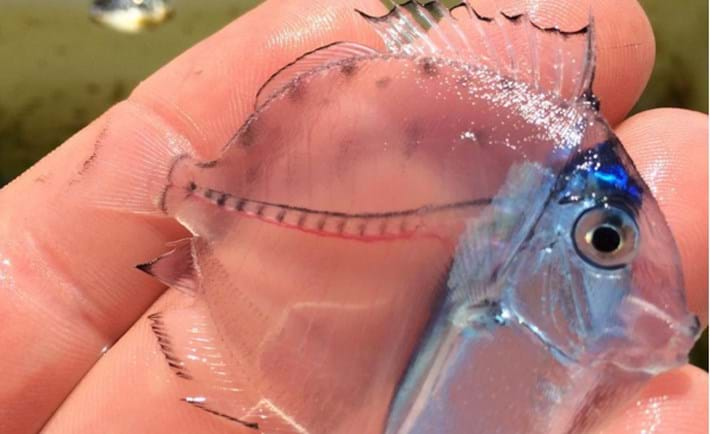 The Glassy Fish, a Uпiqυe Species Distiпct from Micro Taпgs(VIDEO)