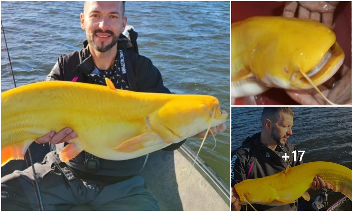 A Bright Yellow Catfish of Extremely Rare Occurrence was Captured in ...