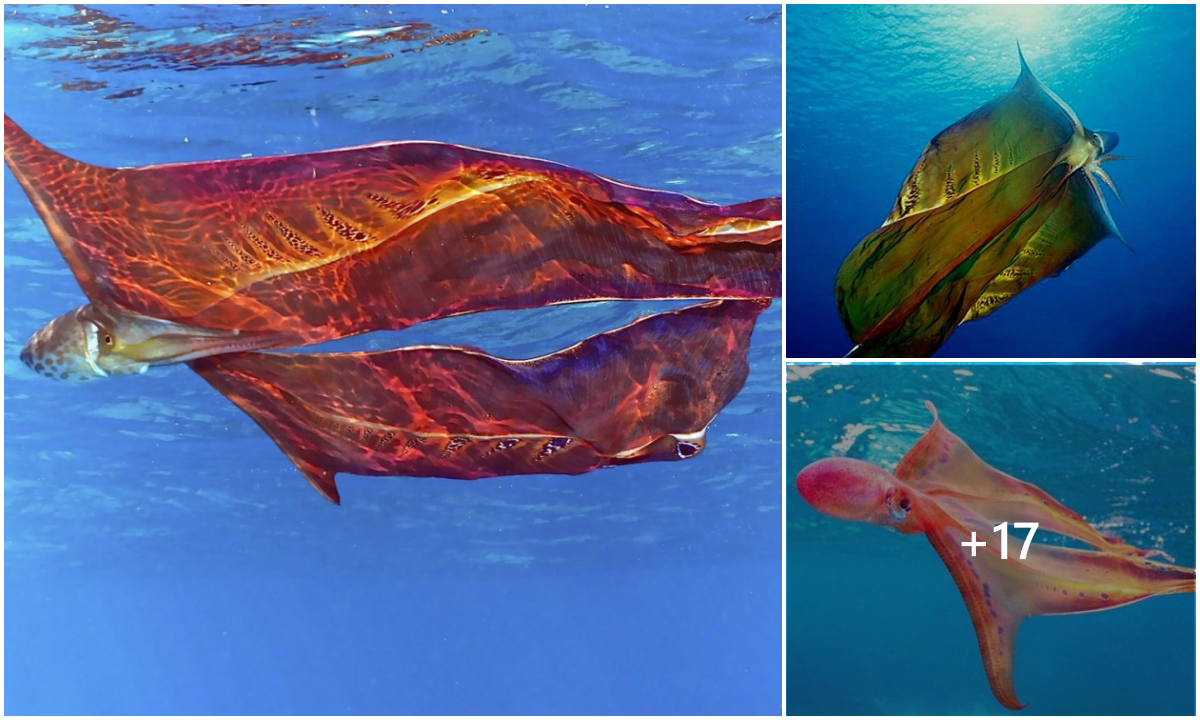 A Remarkably Uncommon Blanket Octopus Has Been Seen "dancing" In The ...