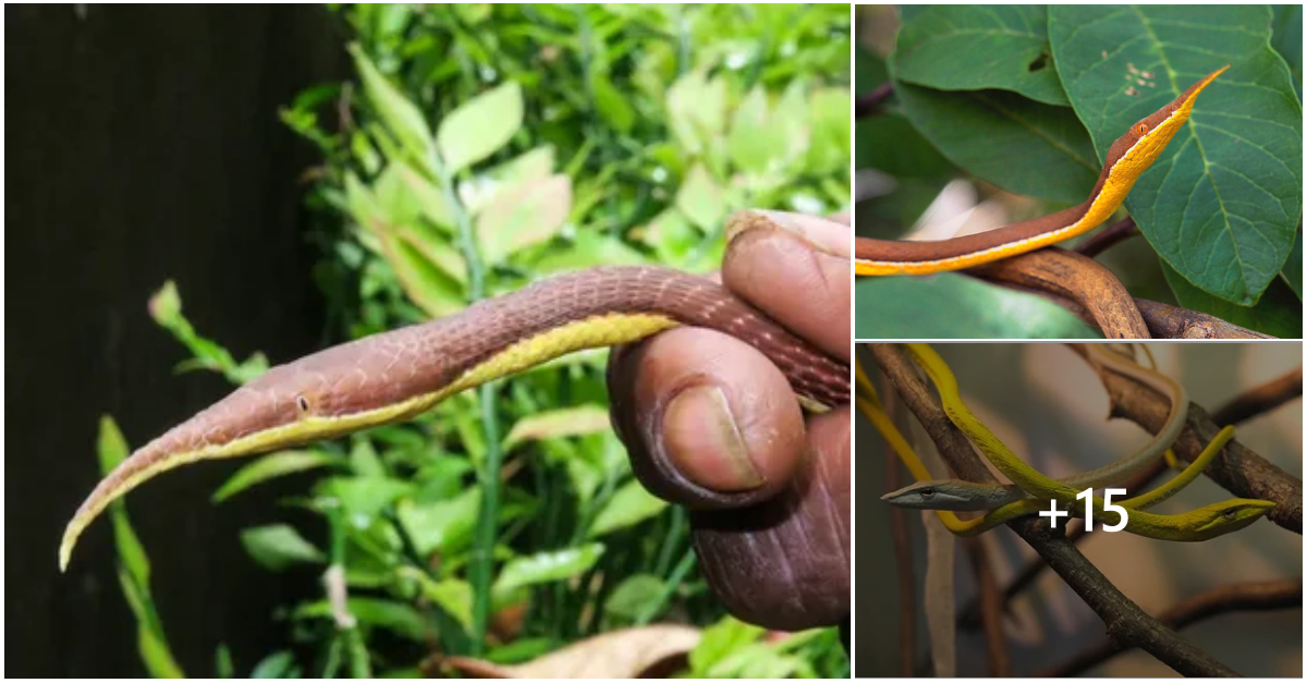 Мадагаскарский яйценосный дрозд лат madagascar ovum turdi. Листоносый мадагаскарский уж. Мадагаскарская Листоносая змея. Лангаха Мадагаскарская. Мадагаскарская кошачьеглазая змея.