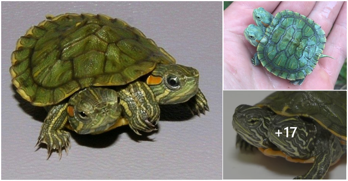 Locals in Costa Rica spotted a two-headed turtle at the beach ...