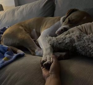 Employees at the shelter discover a stray dog at a gas station and realize he is in danger. – AmazingUnitedState.Com