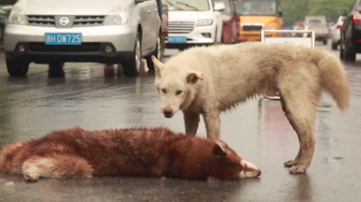 A sincere and true buddy. A Husky won’t leave His friend’s side who was hit by a car – AmazingUnitedState.Com