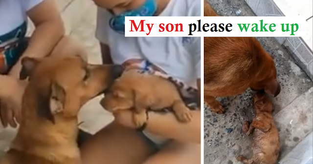 Desperate mother dog begs strangers to save her dying baby - Juligal