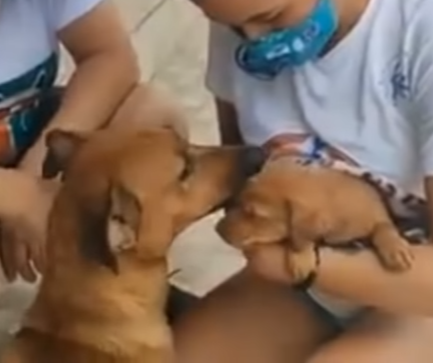 Desperate mother dog begs strangers to save her dying baby - Juligal