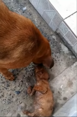 Desperate mother dog begs strangers to save her dying baby - Juligal