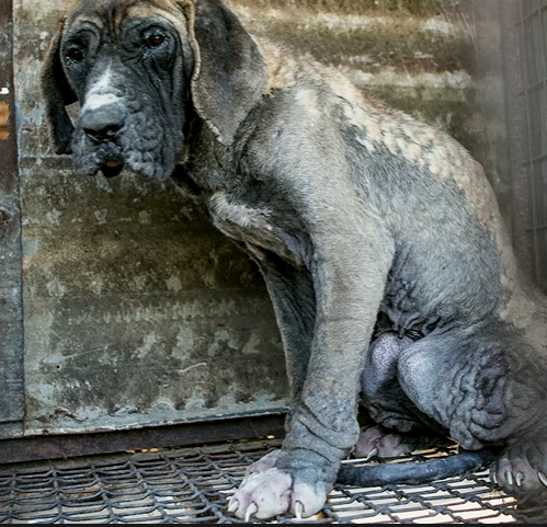 The dog trapped in a hot, stuffy, dirty cage was fortunate to be rescued. – AmazingUnitedState.Com